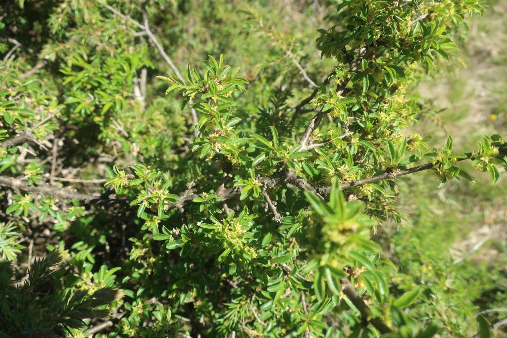 2026-05-22_Rhamnus saxatilis.jpg