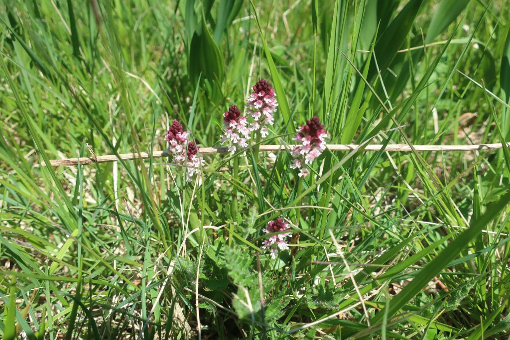 2026-05-22_Neotinea ustulata_Stadtwald Augsburg.jpg