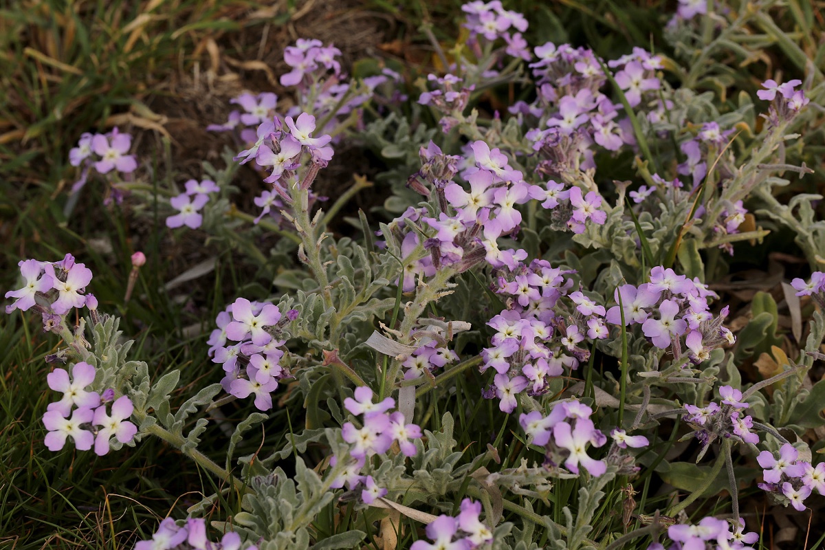 Matthiola tricuspidata (?)