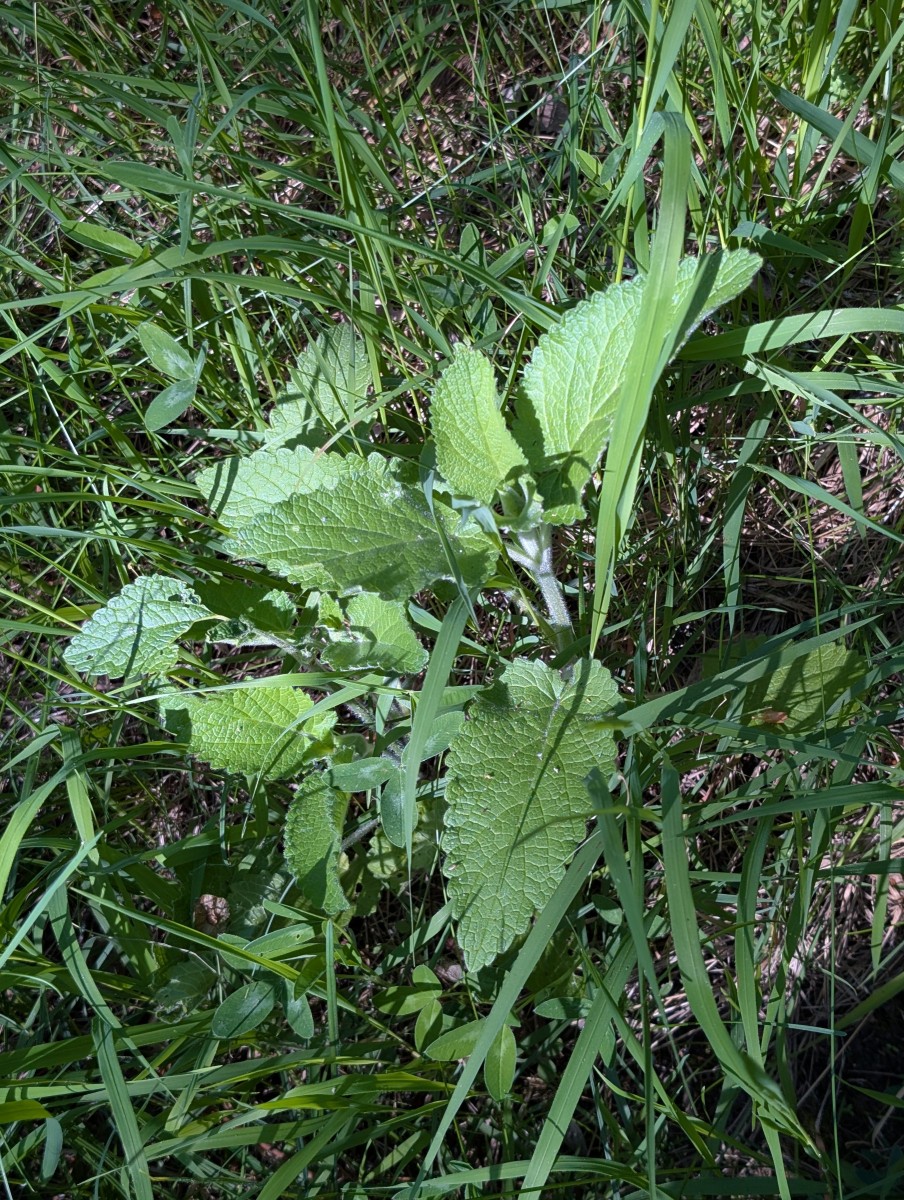 PXL_20260527_080939099.jpg