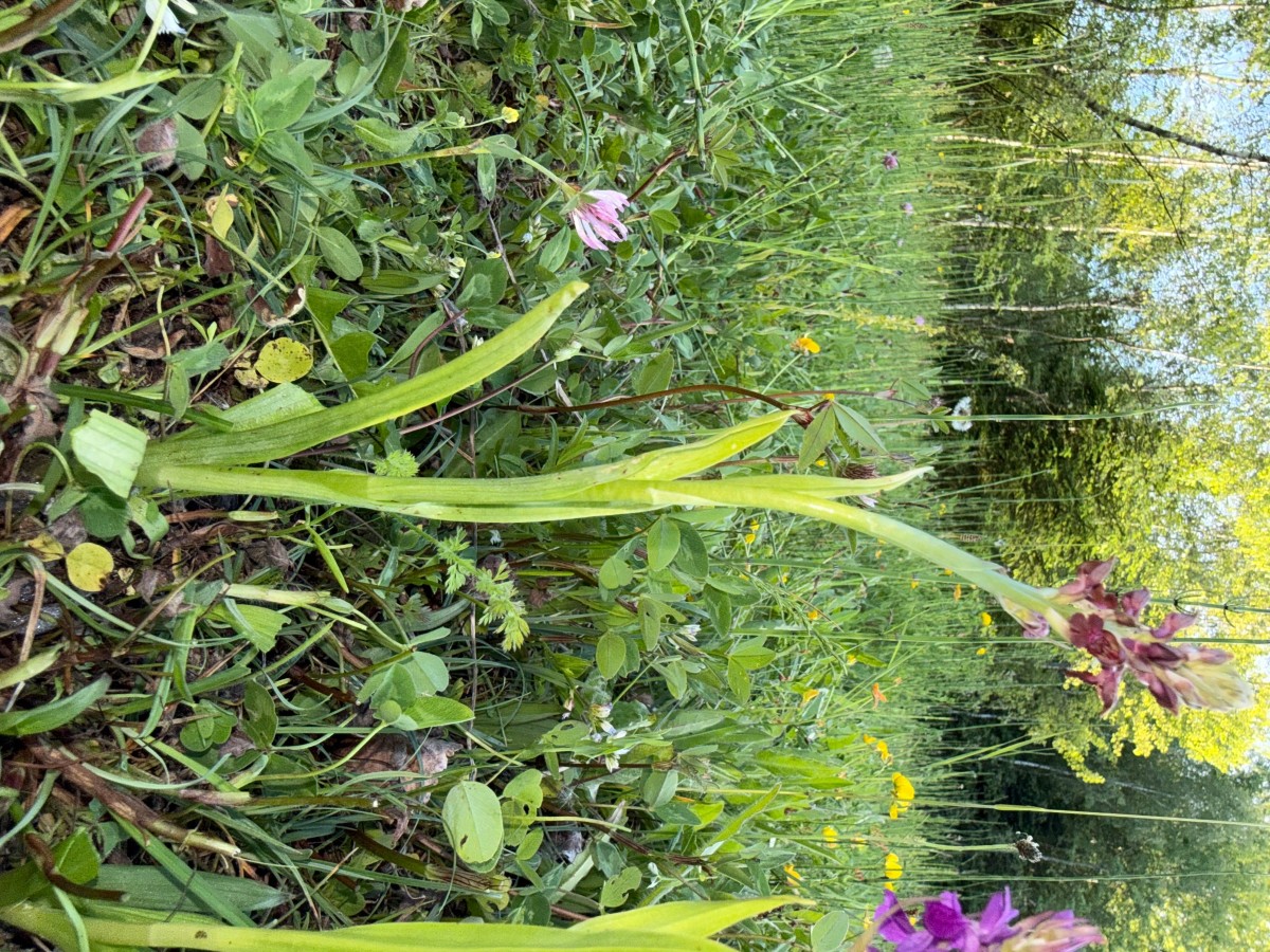 IMG_0422.jpeg