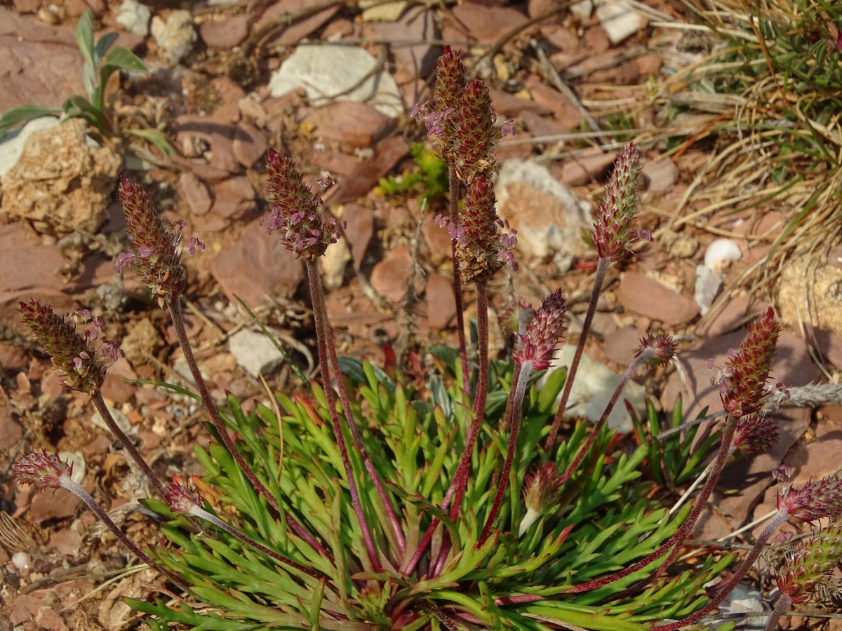 Plantago coronopus.JPG
