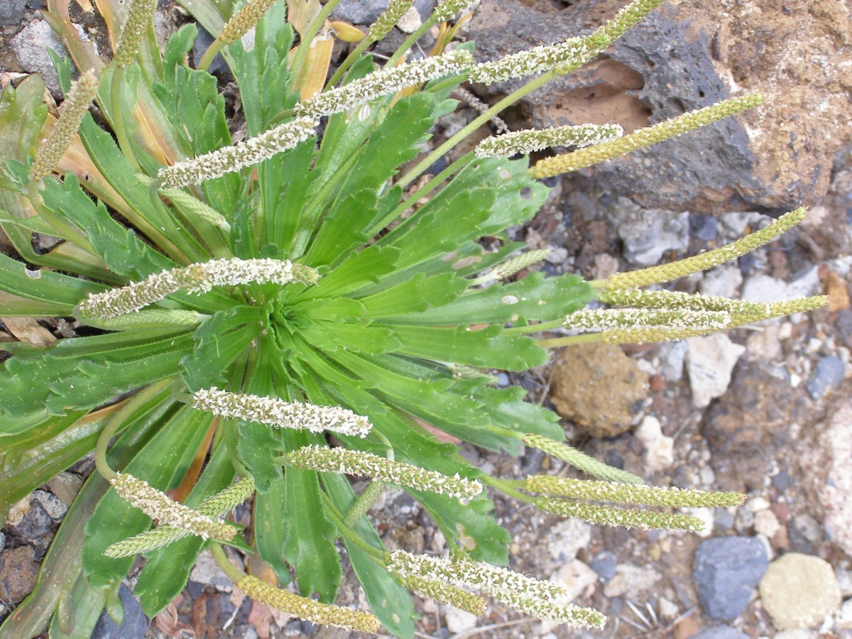 Plantago subspathulata.jpg