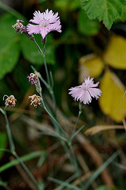 _DSC0084 Ausschnitt, Helligkeit, Schärfe, klein.jpg
