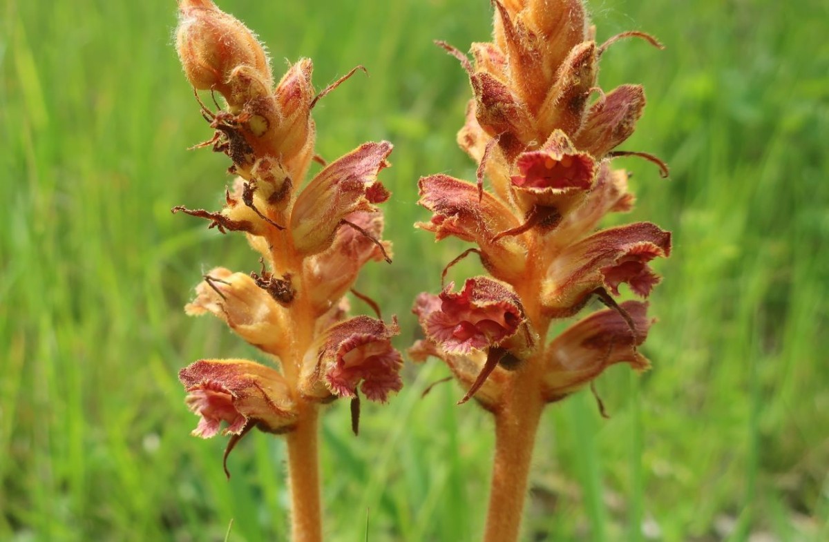 Orobanche gracilis_Landsberg Lechdamm_2026-05-30.jpg