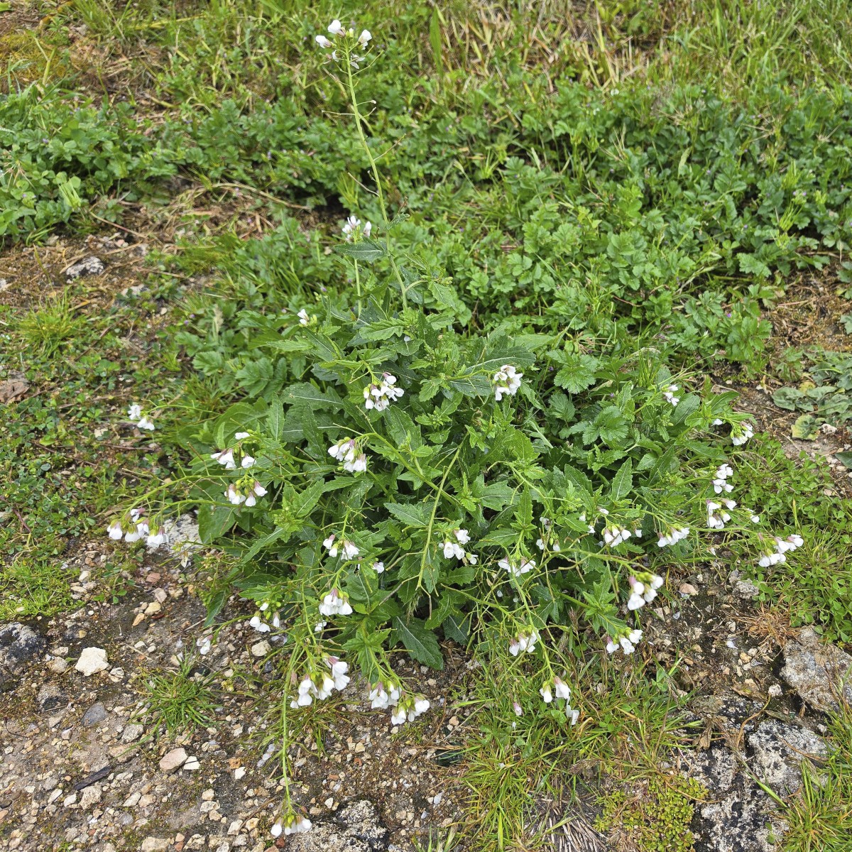 DSC05970_1.jpg