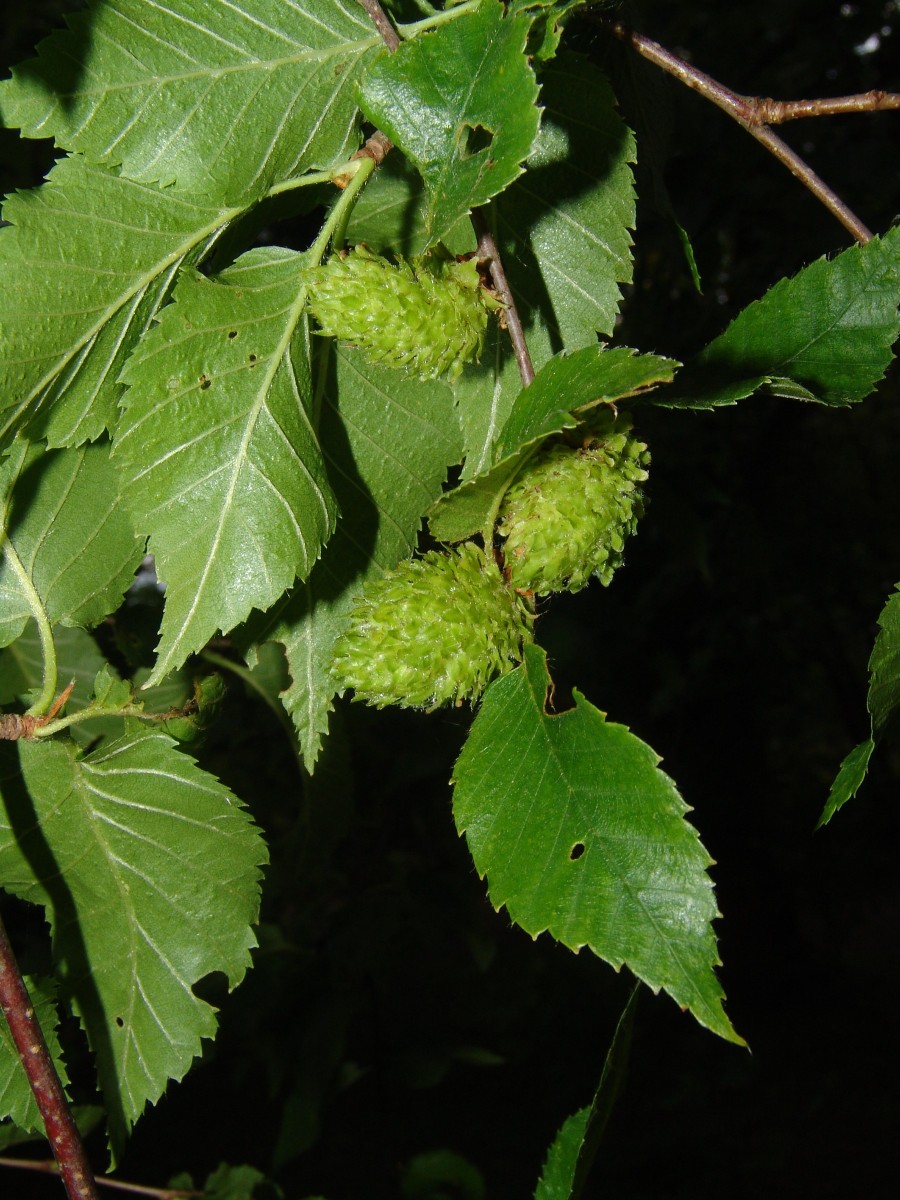 Betula alleghaniensis BotMz G42.jpg