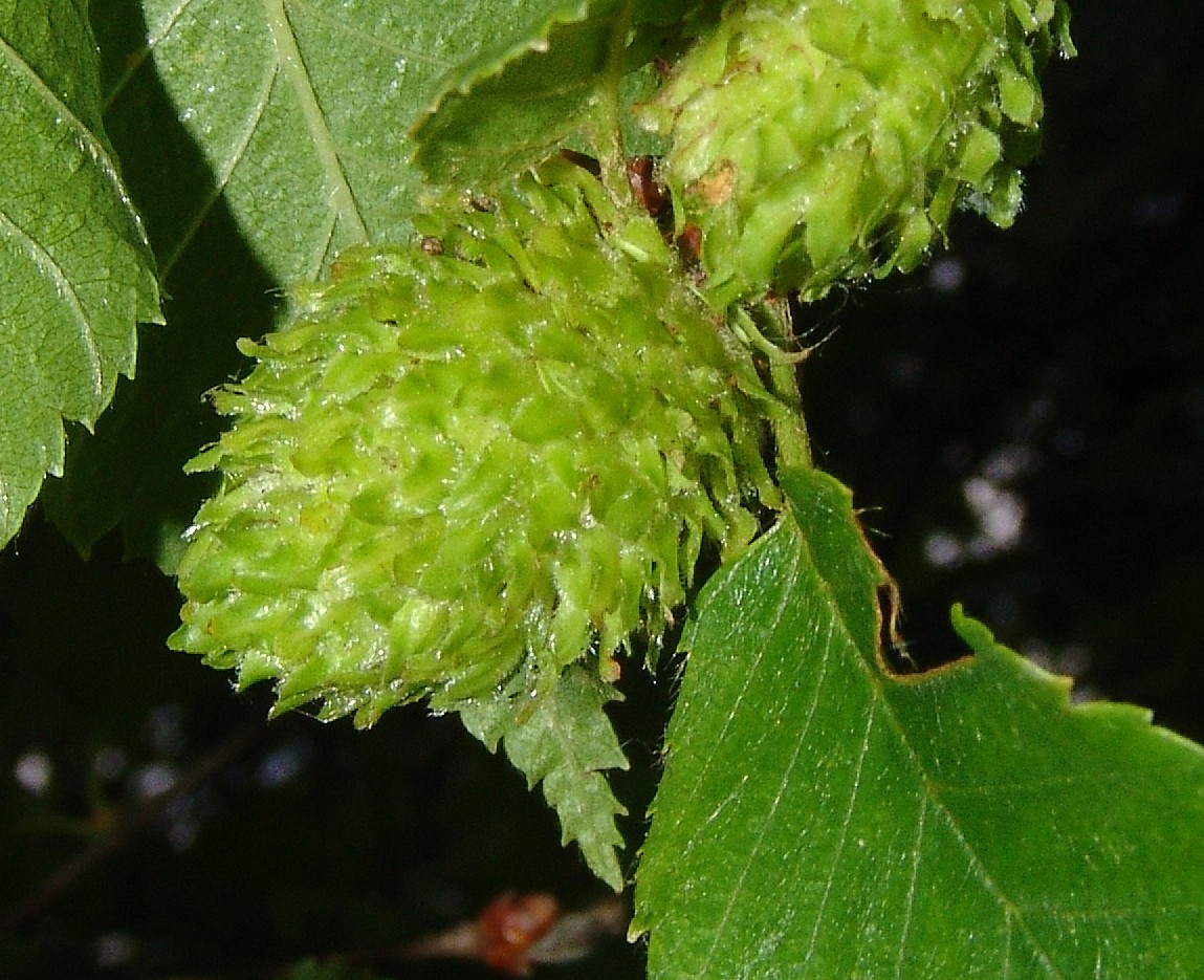 Betula alleghaniensis BotMz G41a.jpg