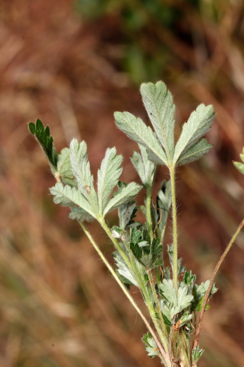 Potentilla leucopolitana s str Birkweiler A13.JPG