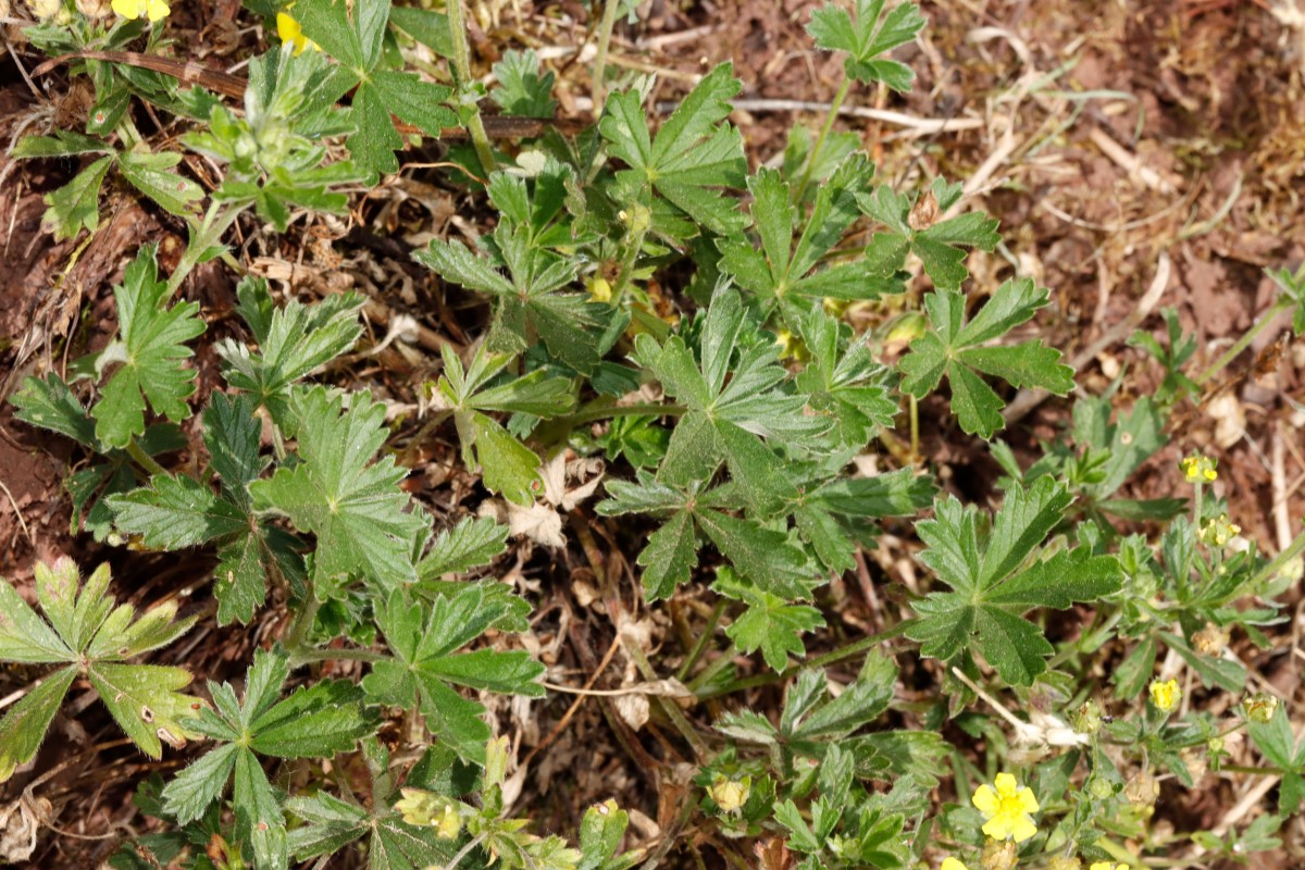 Potentilla leucopolitana s str Birkweiler A03a.jpg