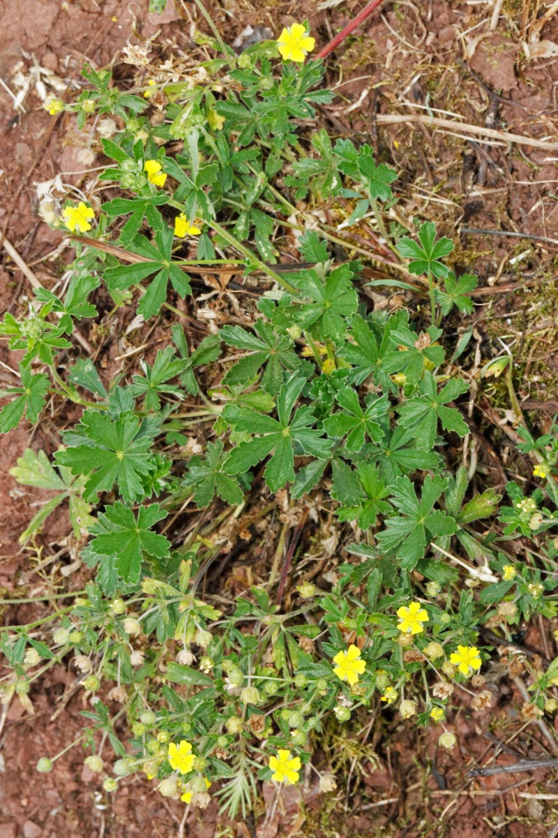 Potentilla leucopolitana s str Birkweiler A08a.jpg