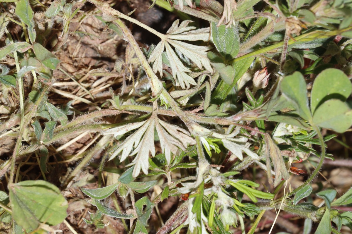 Potentilla argentea (an collina-Stelle) oberhalb Birkweiler A05.jpg