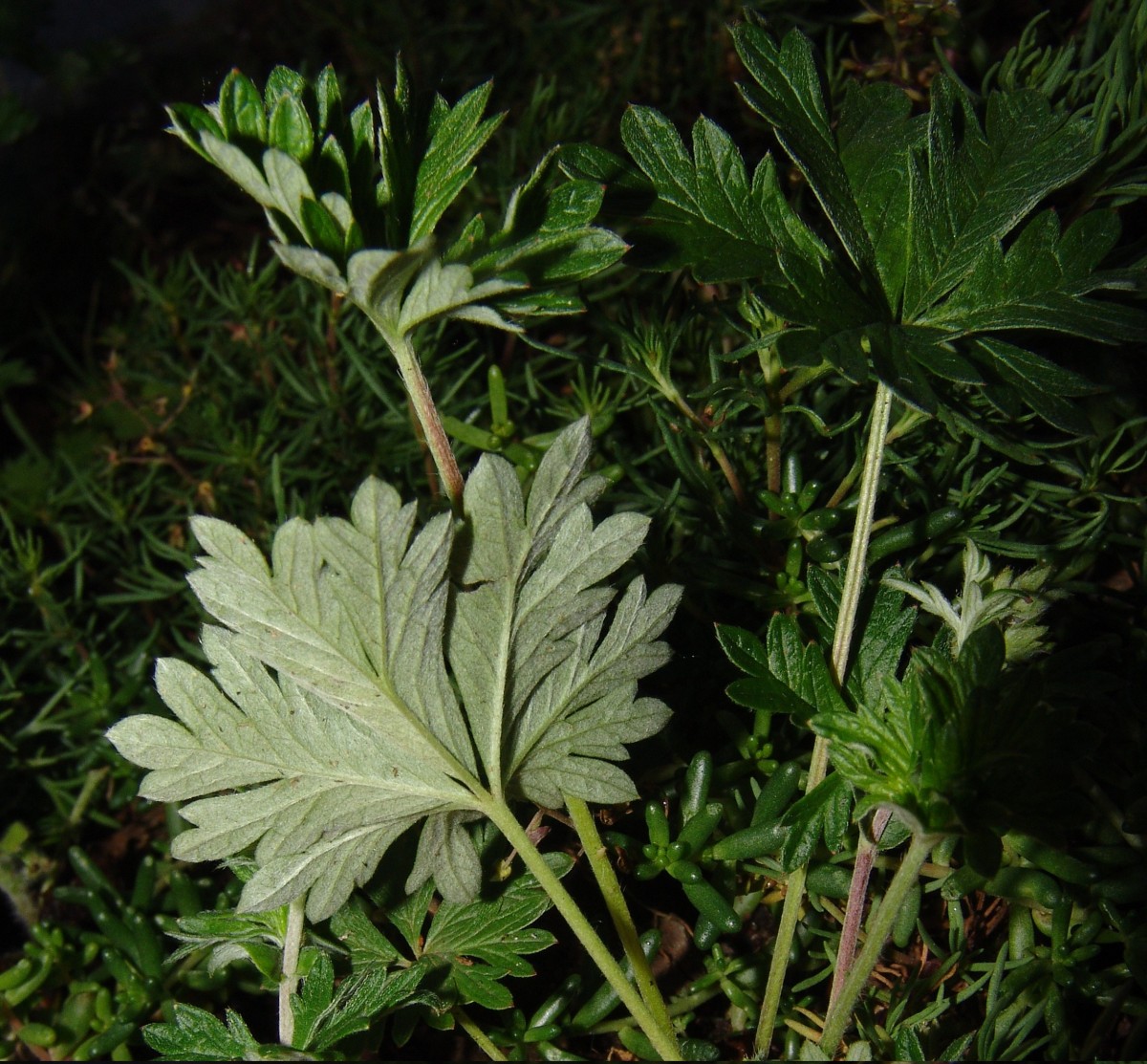 Potentilla schultzii GartenWeiherberg14 G36.jpg