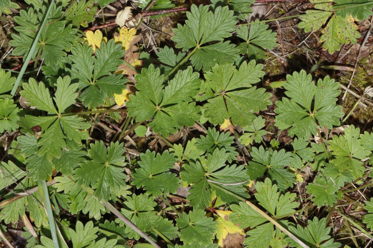 Potentilla schultzii Remigiusberg A02.jpg