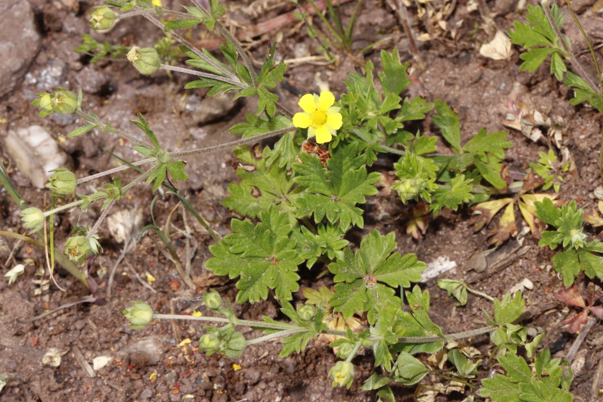 Potentilla schultzii x argentea 1 km E Niedermohr A01.jpg