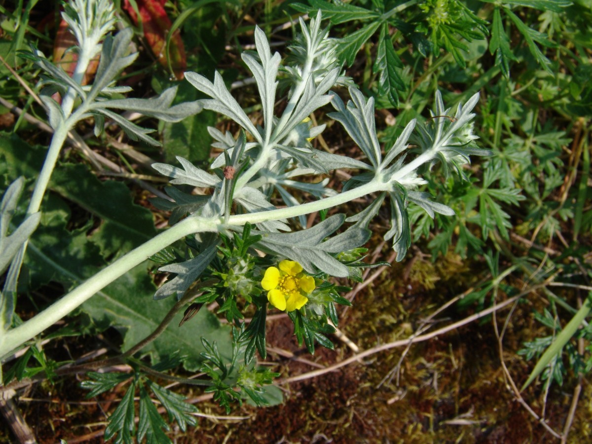 Potentilla argentea (Typ-Annweiler-Fundort) Queichhambach Süd G03.jpg