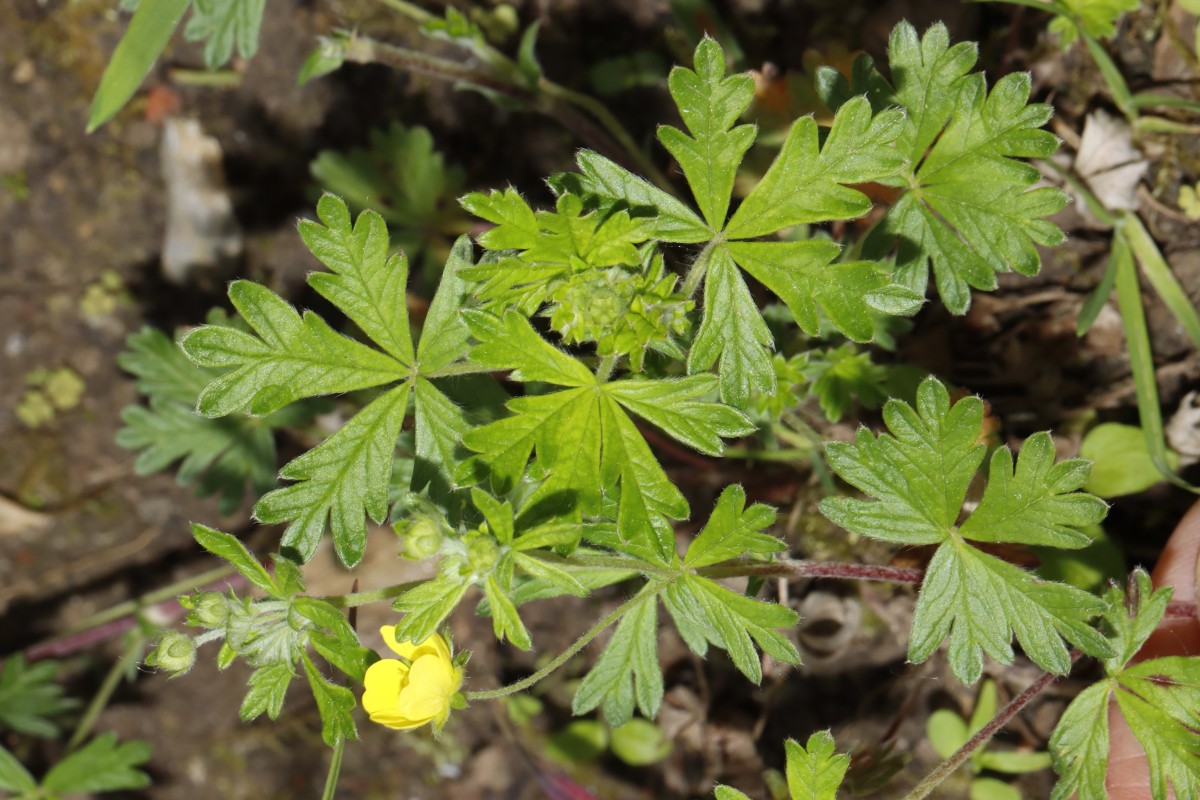 Potentilla collina Typ Annweiler ex Gräfenhausen GartenWe23 A02.jpg