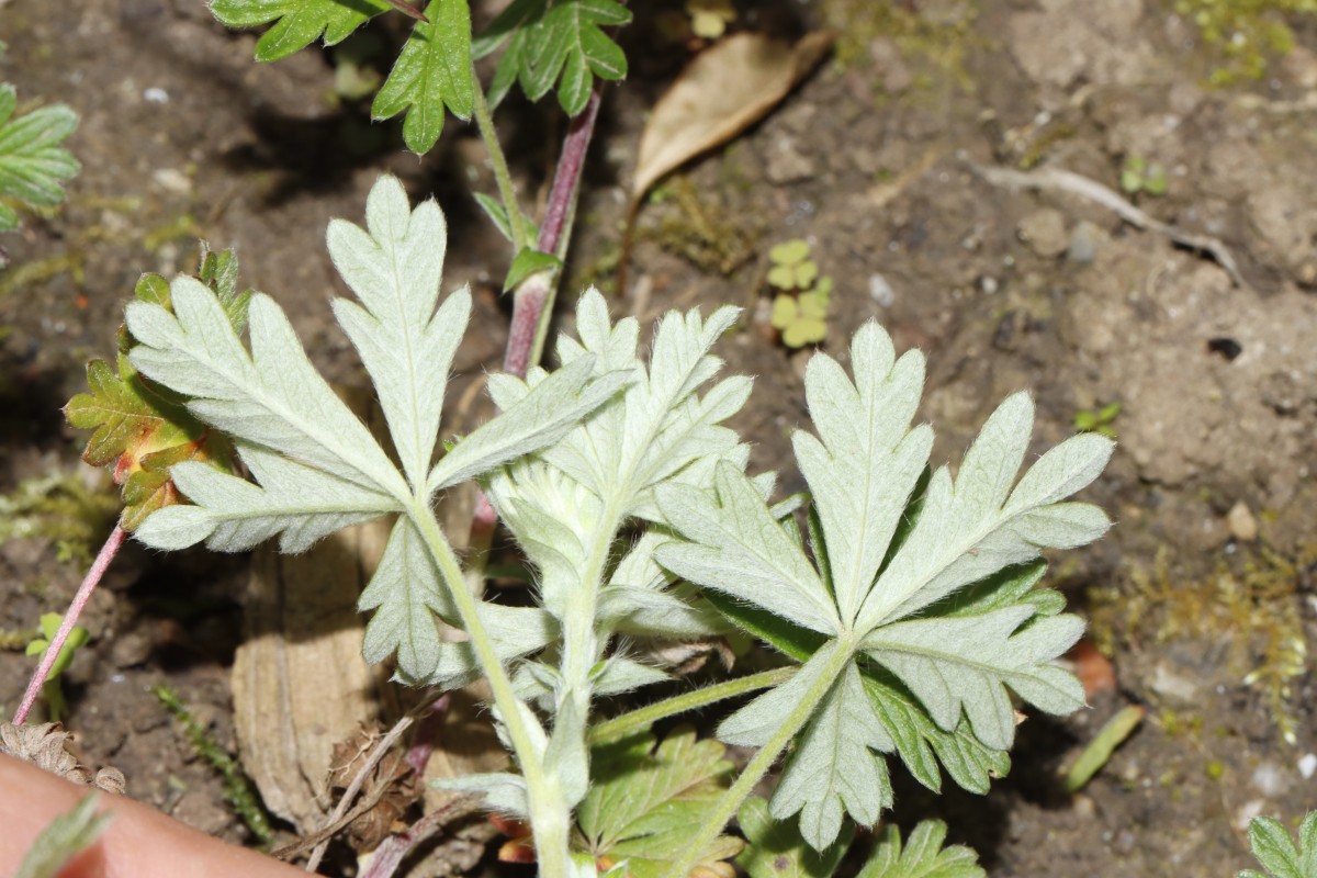 Potentilla collina Typ Annweiler ex Gräfenhausen GartenWe23 A03.jpg