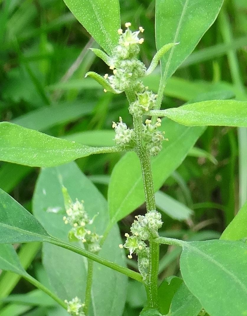 (4) Blüte.jpg