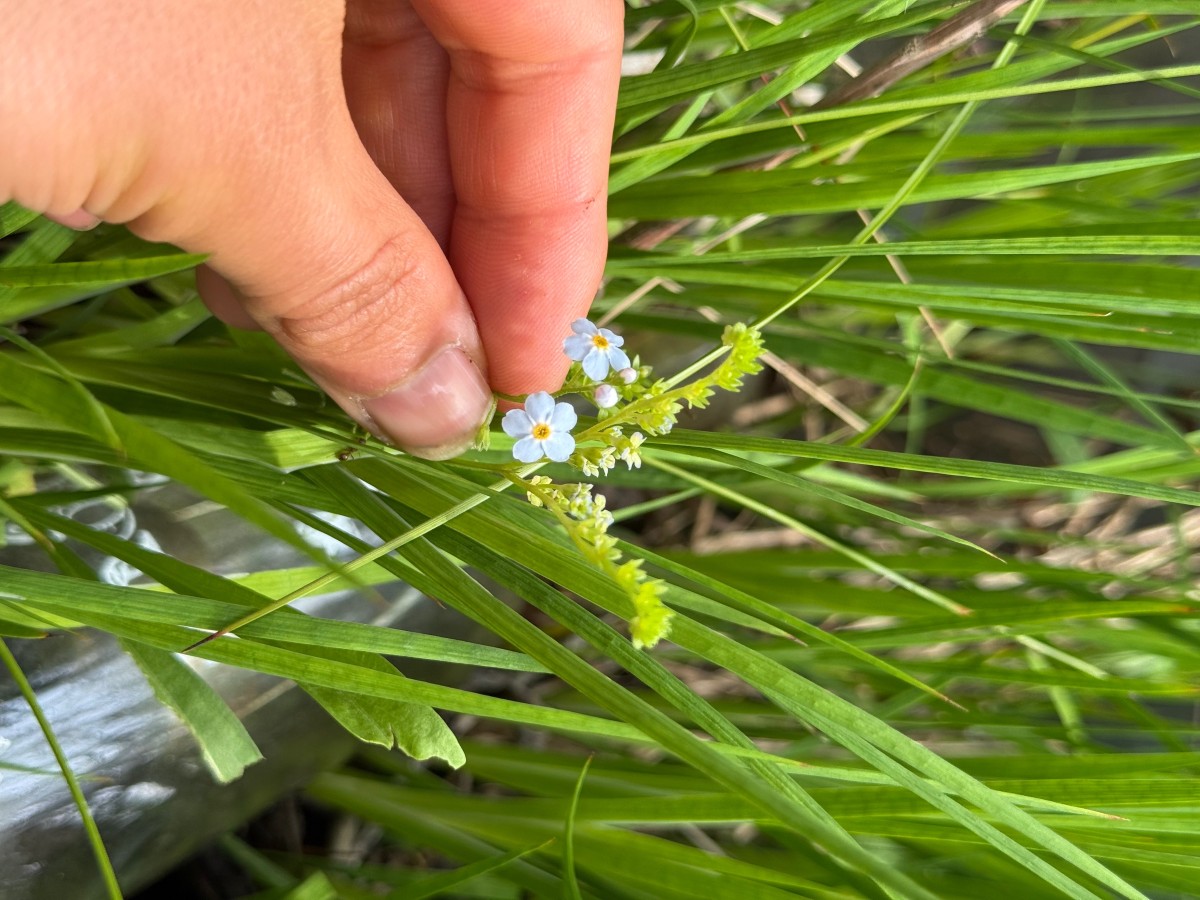 Blüten von einem Myosotis daneben gesellt