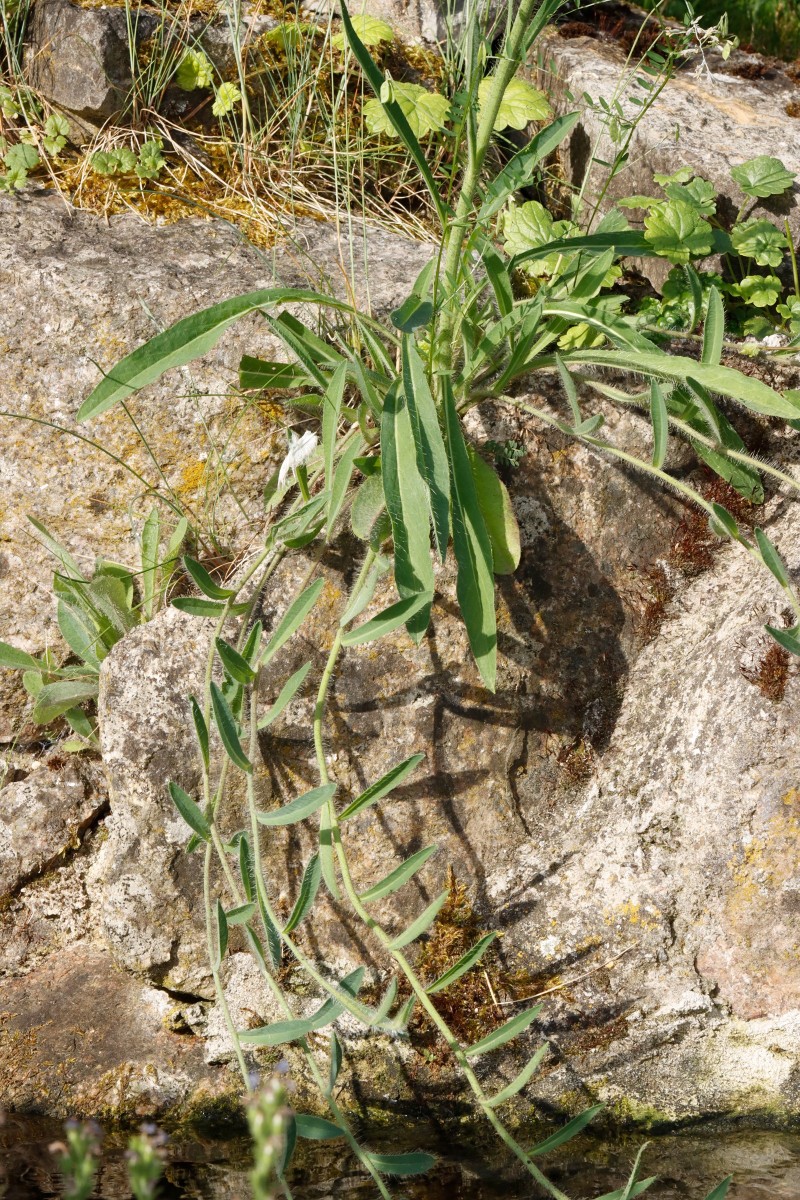 Pilosella densiflora ssp acrosciadia GartenWe26 spontan A04.JPG