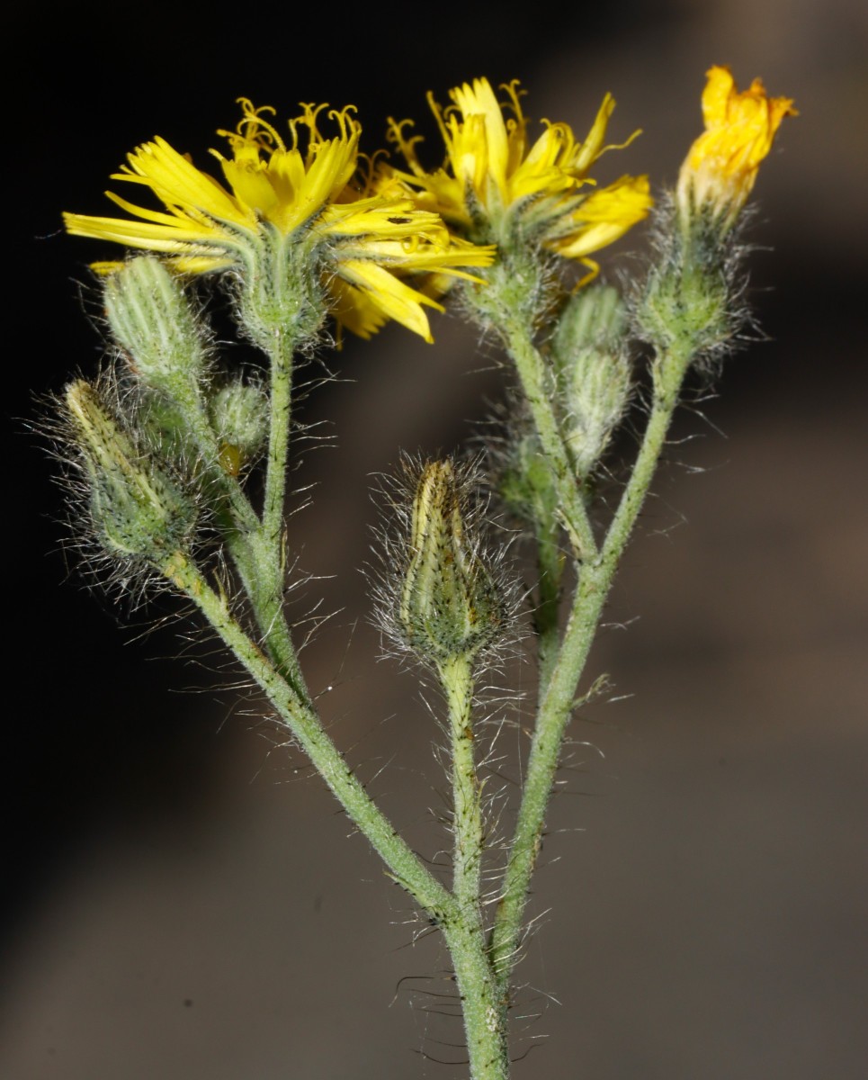 Pilosella densiflora ssp acrosciadia GartenWe26 spontan A11.JPG