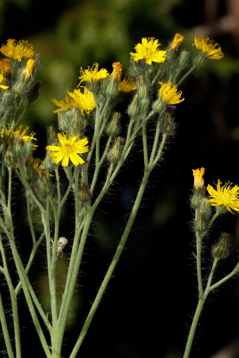 Pilosella densiflora ssp acrosciadia GartenWe26 spontan A13.JPG
