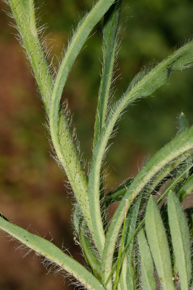 Pilosella densiflora ssp acrosciadia GartenWe26 spontan A17.JPG
