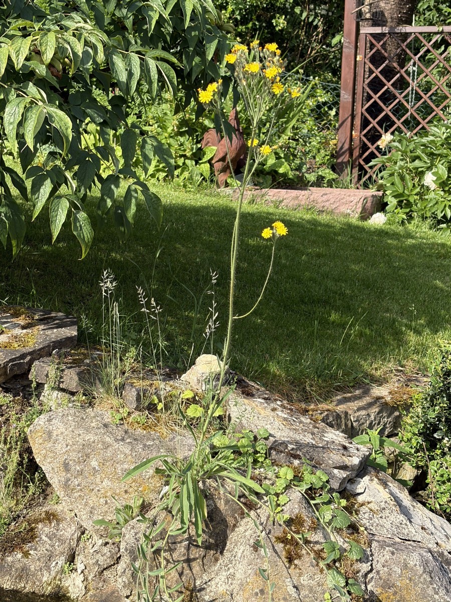 Pilosella densiflora ssp acrosciadia GartenWe26 spontan A23.jpg
