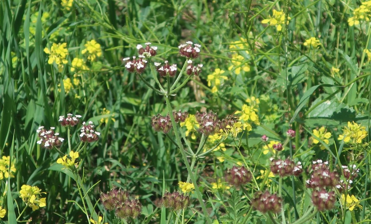 2026-06-05_Turgenia latifolia 1.jpg