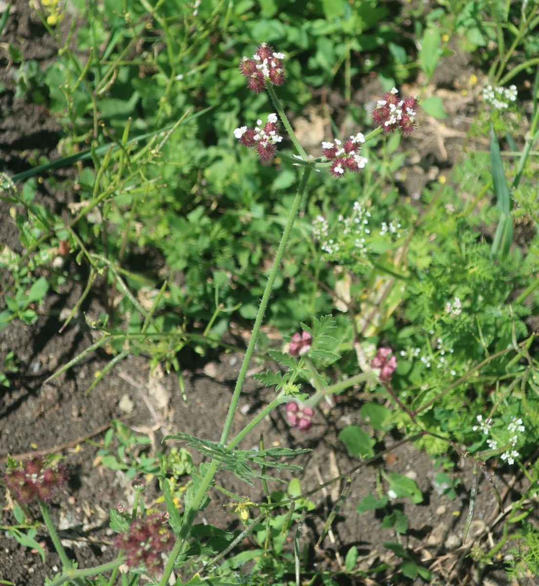 2026-06-05_Turgenia latifolia 3.jpg