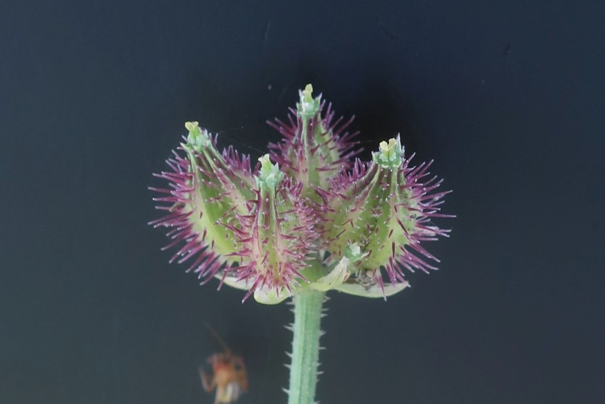 2026-06-05_Turgenia latifolia 2.jpg