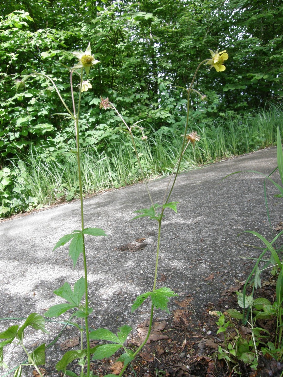 Geum.JPG