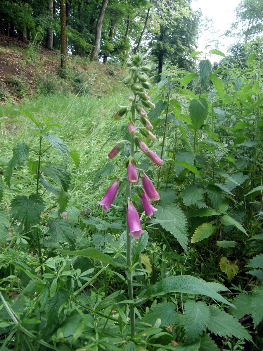 Digitalis 1.JPG