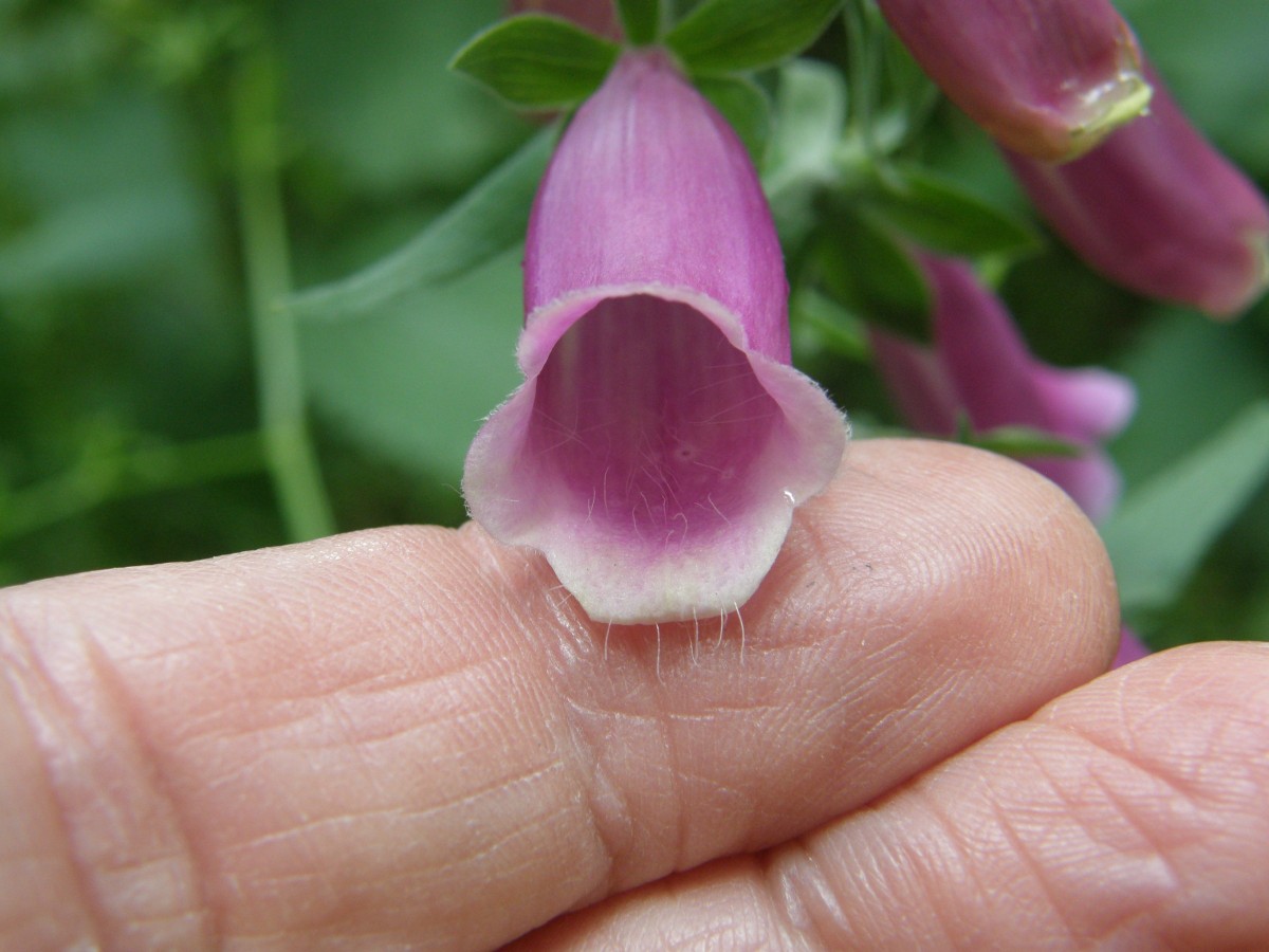 Digitalis 2.JPG