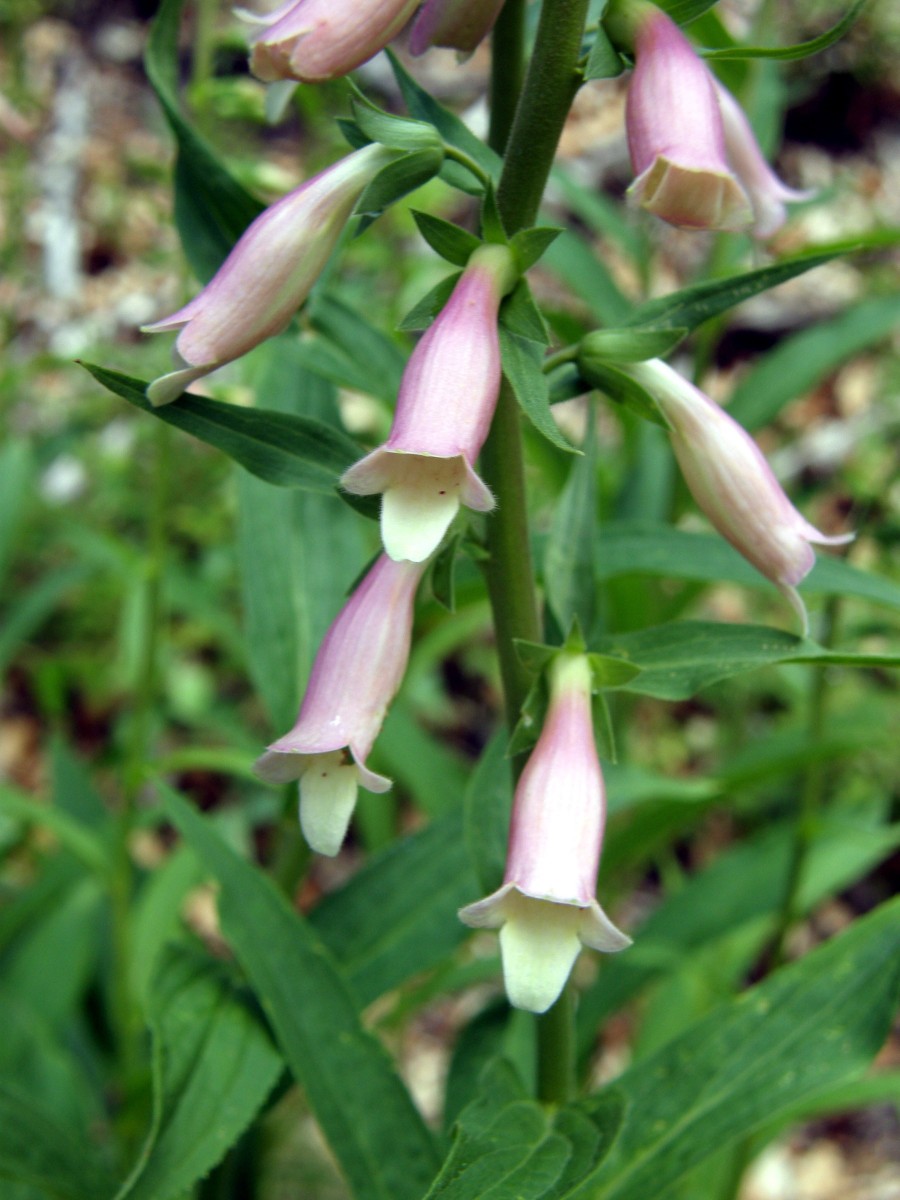 Digitalis 3.JPG