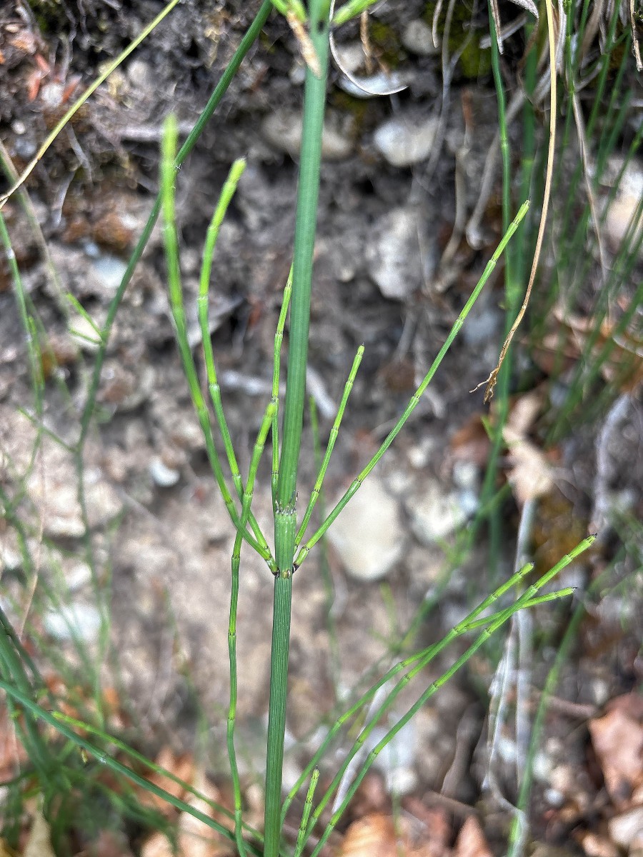Equisetum spec. 260606_1.jpg