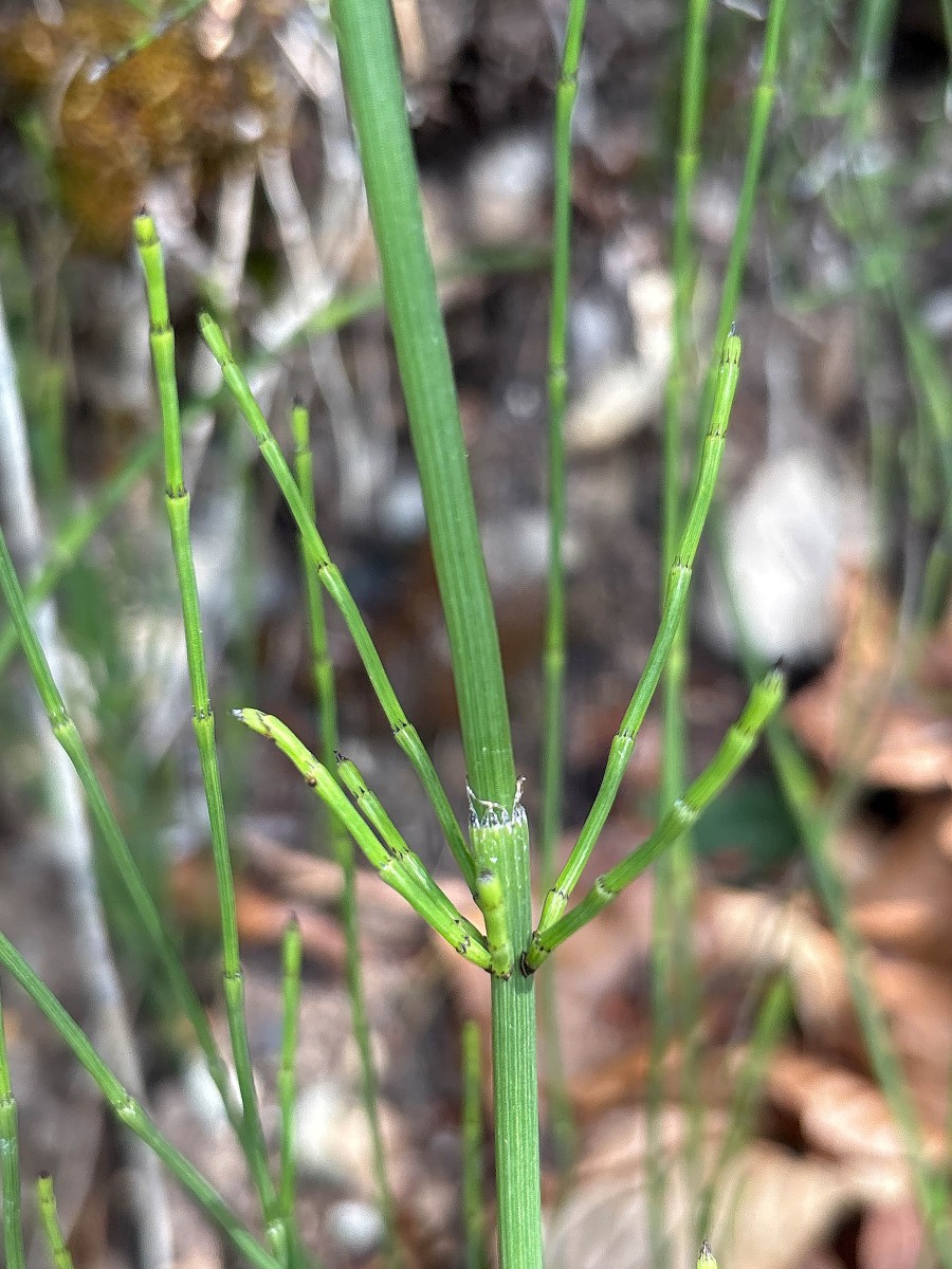Equisetum spec. 260606_2.jpg