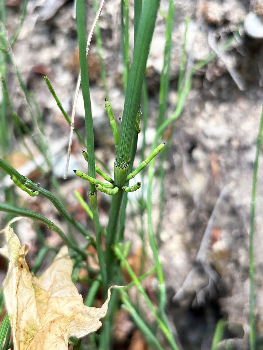 Equisetum spec. 260606_3.jpg