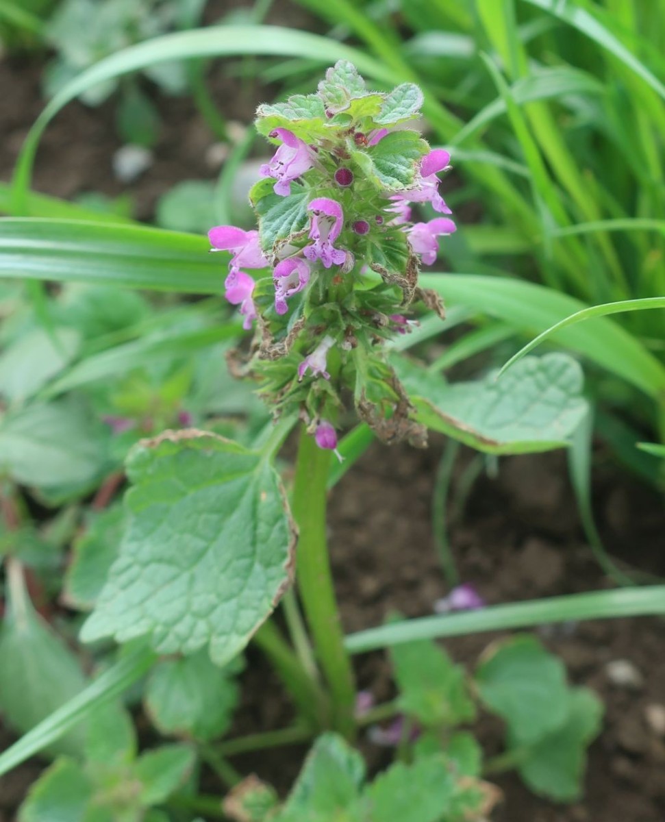 Lamium confertum 1_Prittriching_2026-06-11.jpg