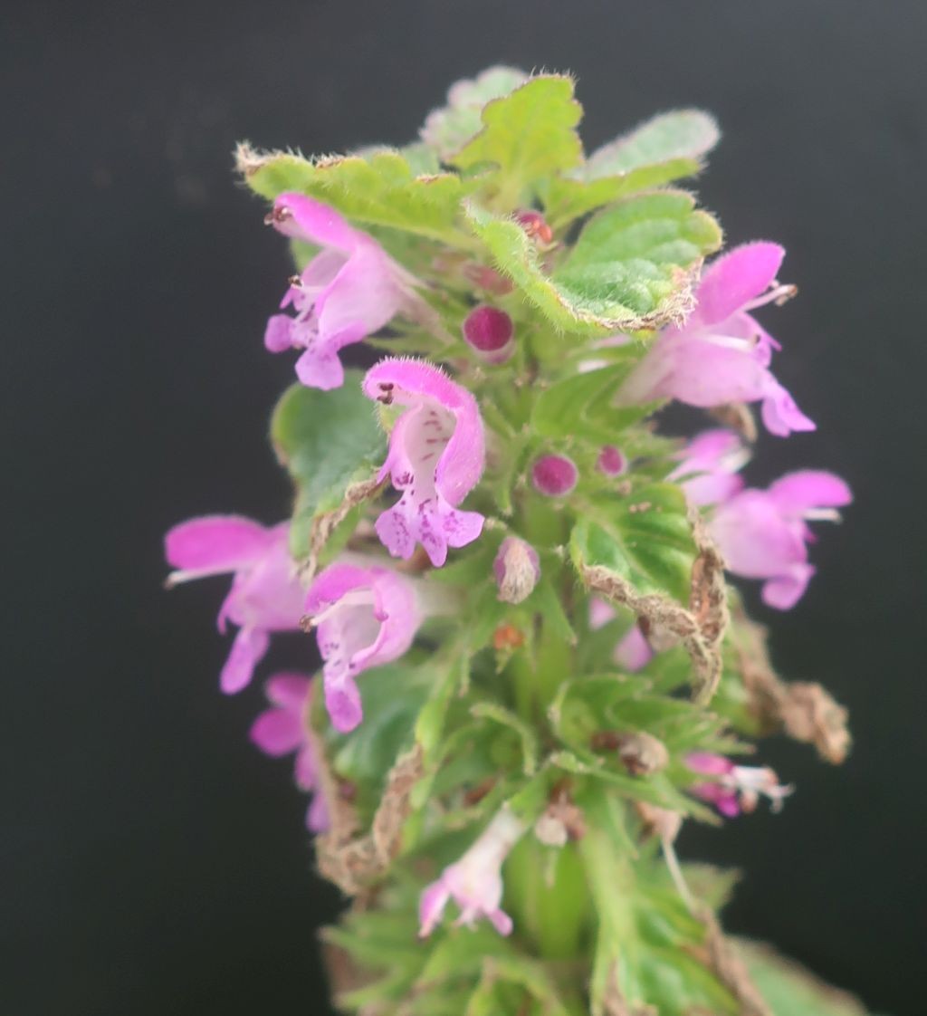 Lamium confertum 3_Prittriching_2026-06-11.jpg