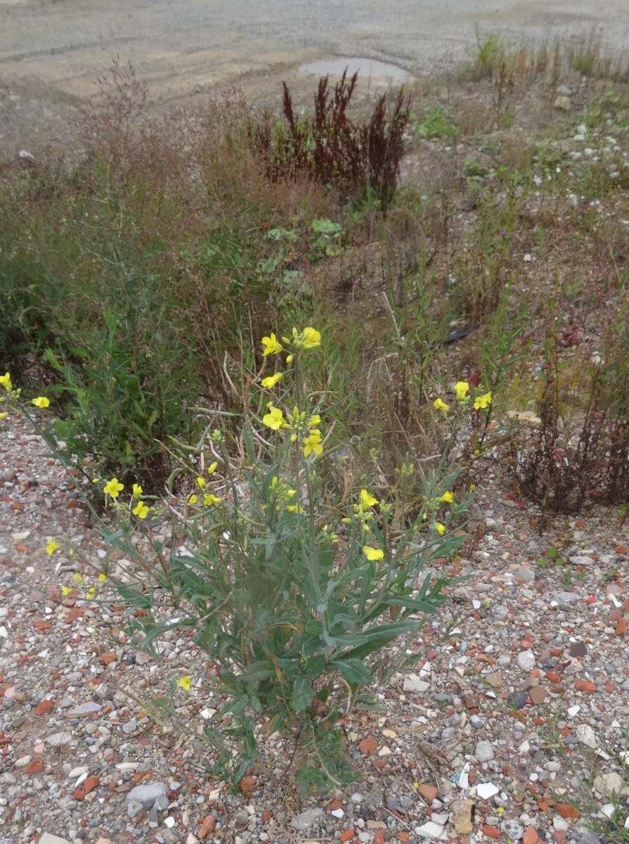 Habitus