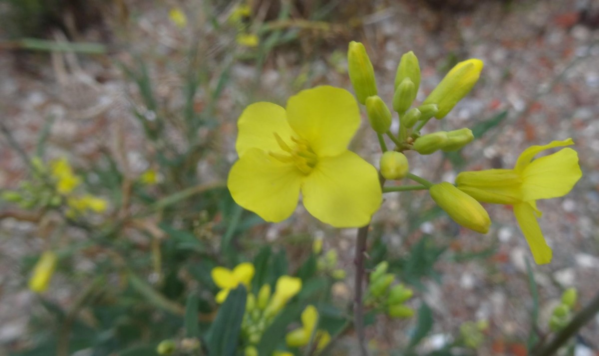 Blüten