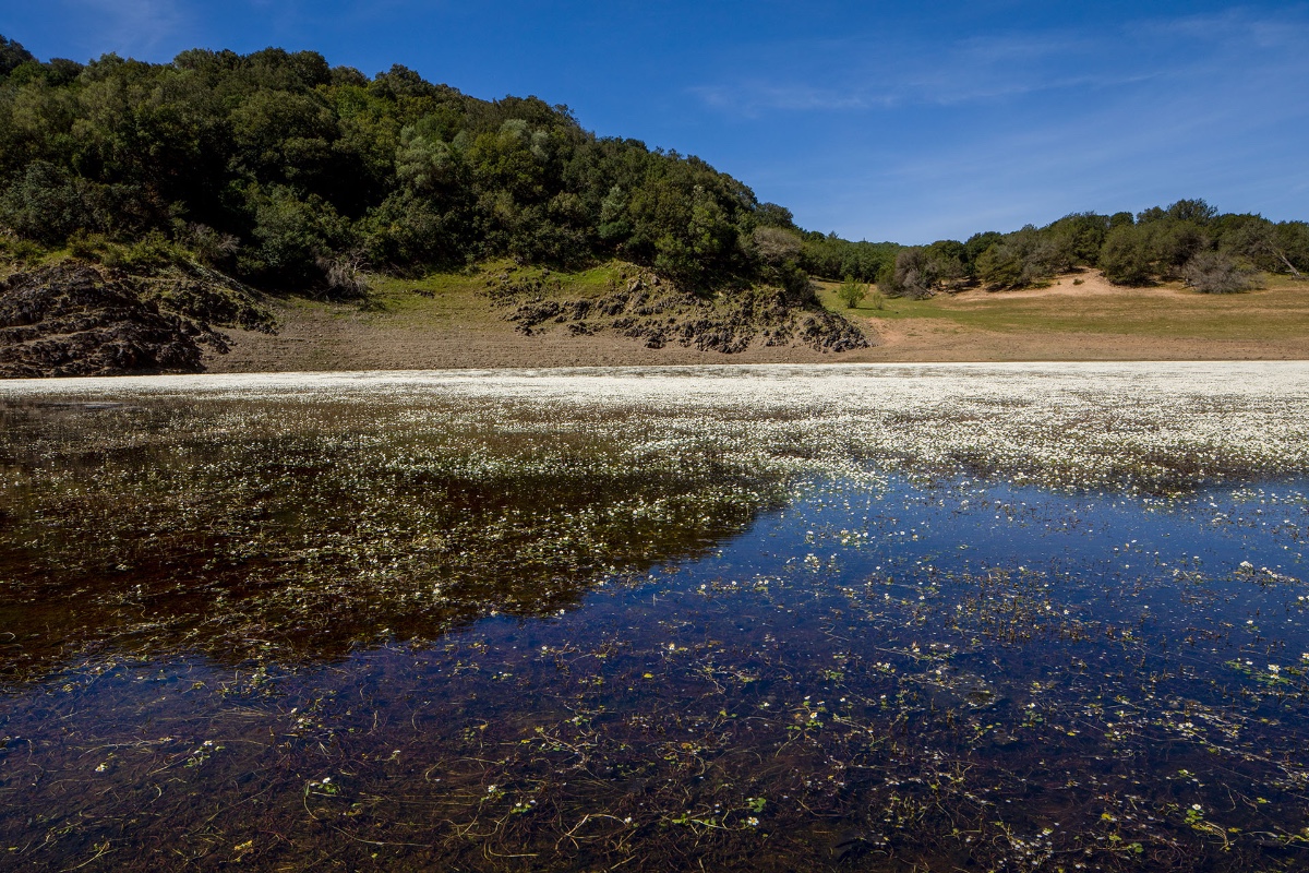 Der „Weiße See“, besetzt mit Ranunculus peltatus