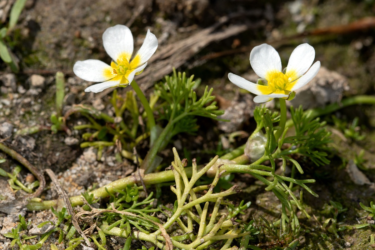 Ranunculus peltatus