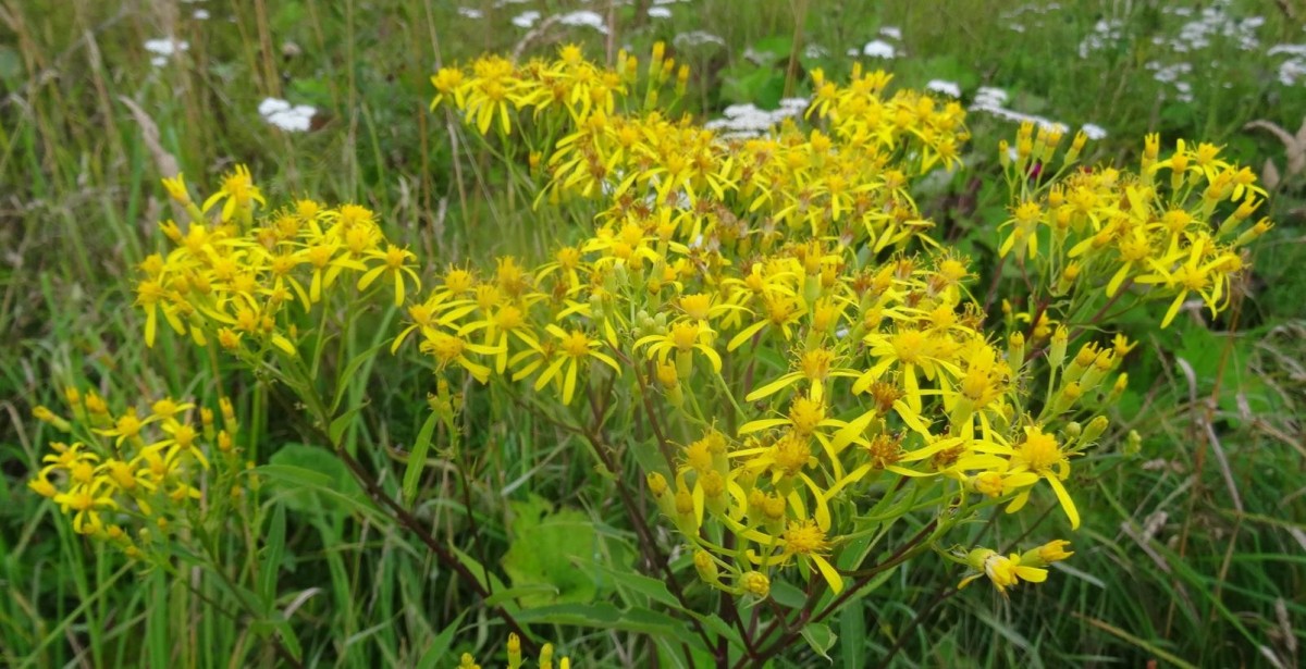 (2) Blüten.jpg