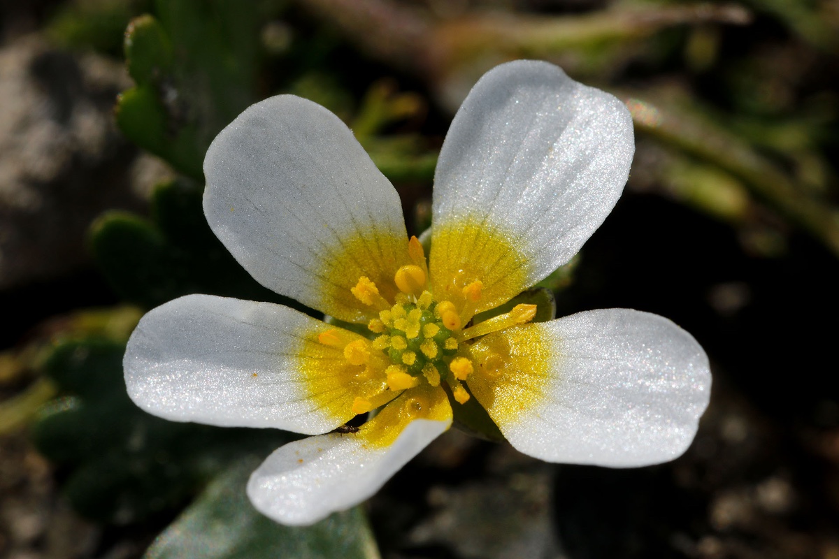 Ranunculus peltatus