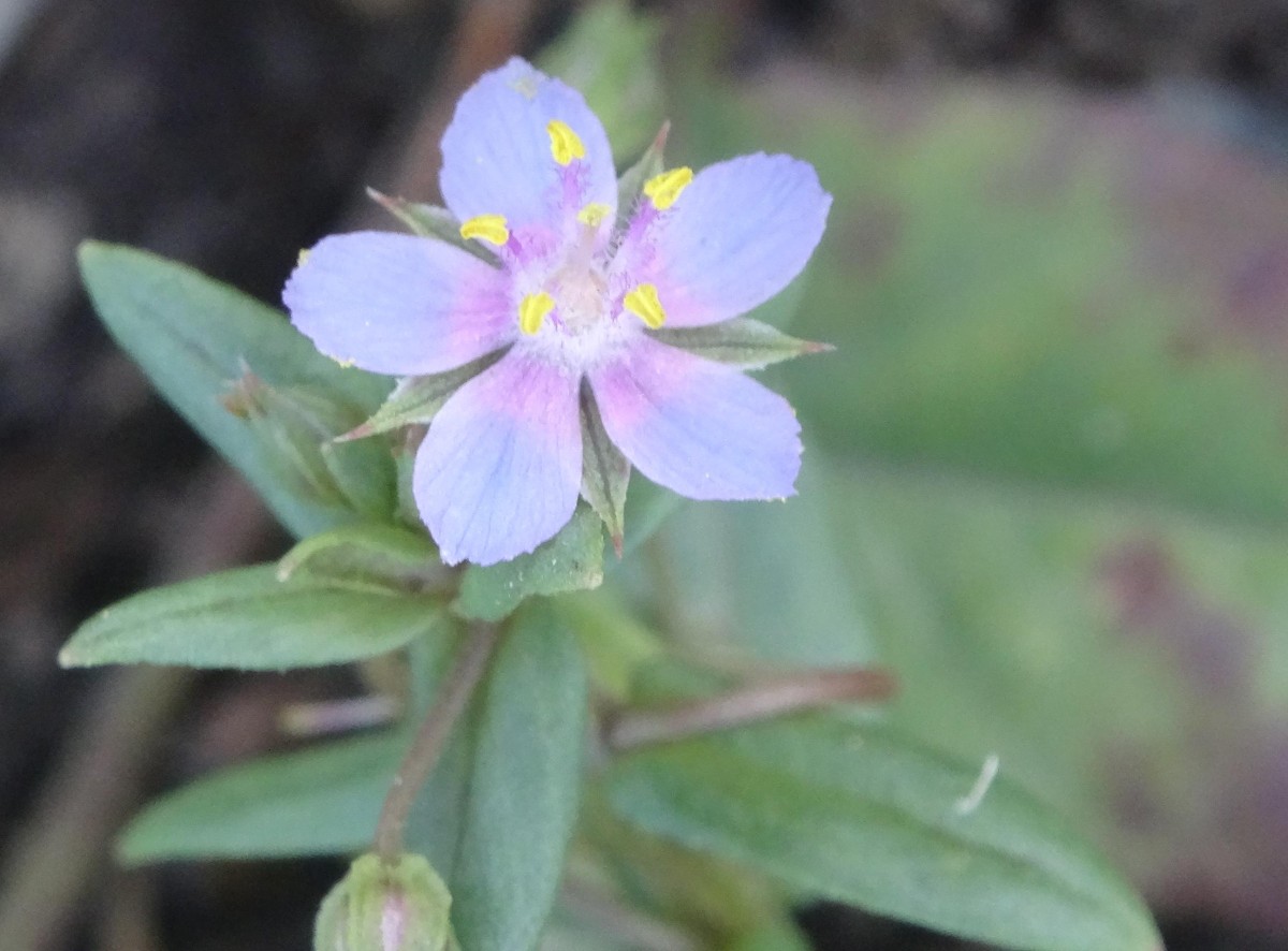 DSC07188 f. Foemina hellblaue Form.JPG