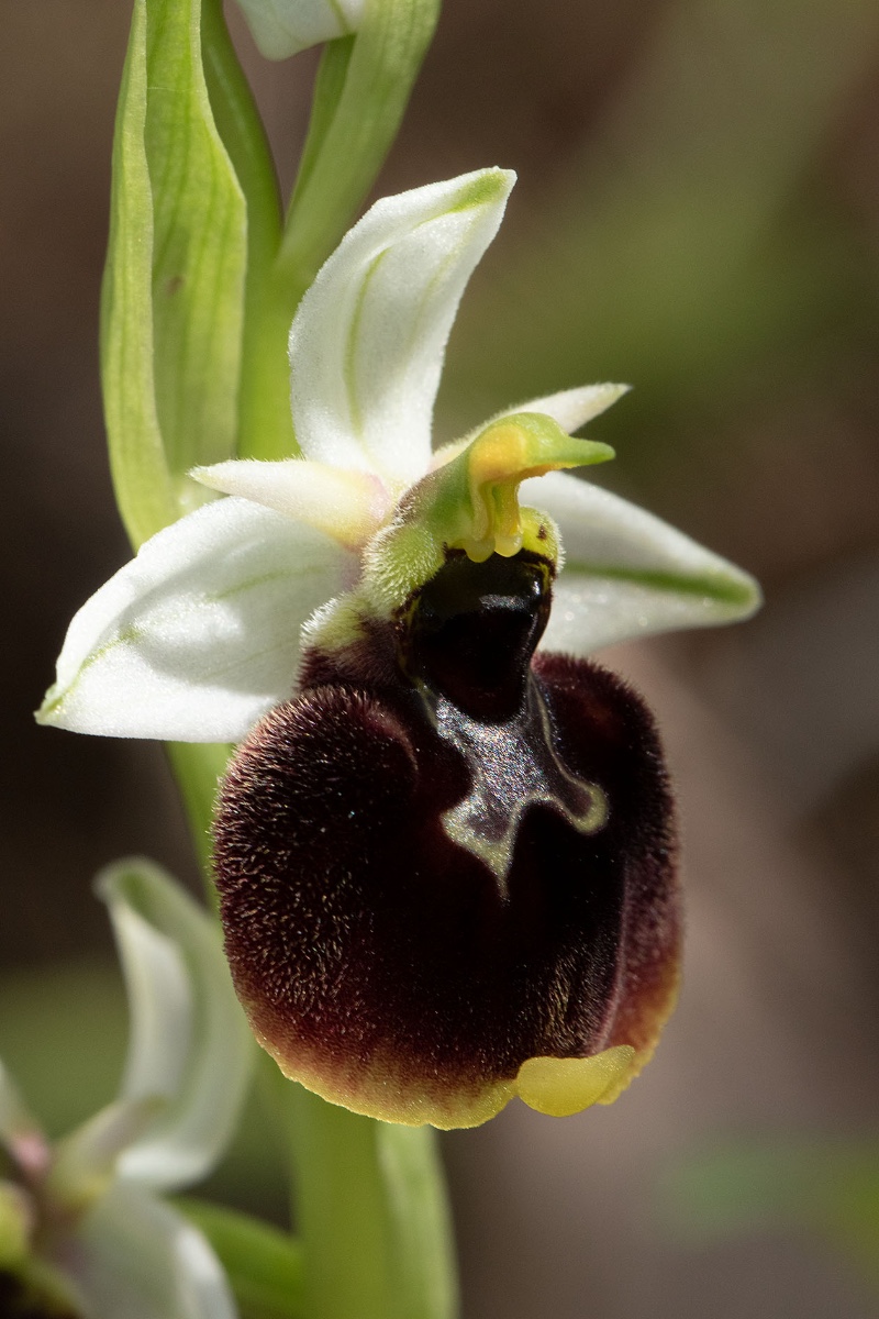 Ophrys chestermanii