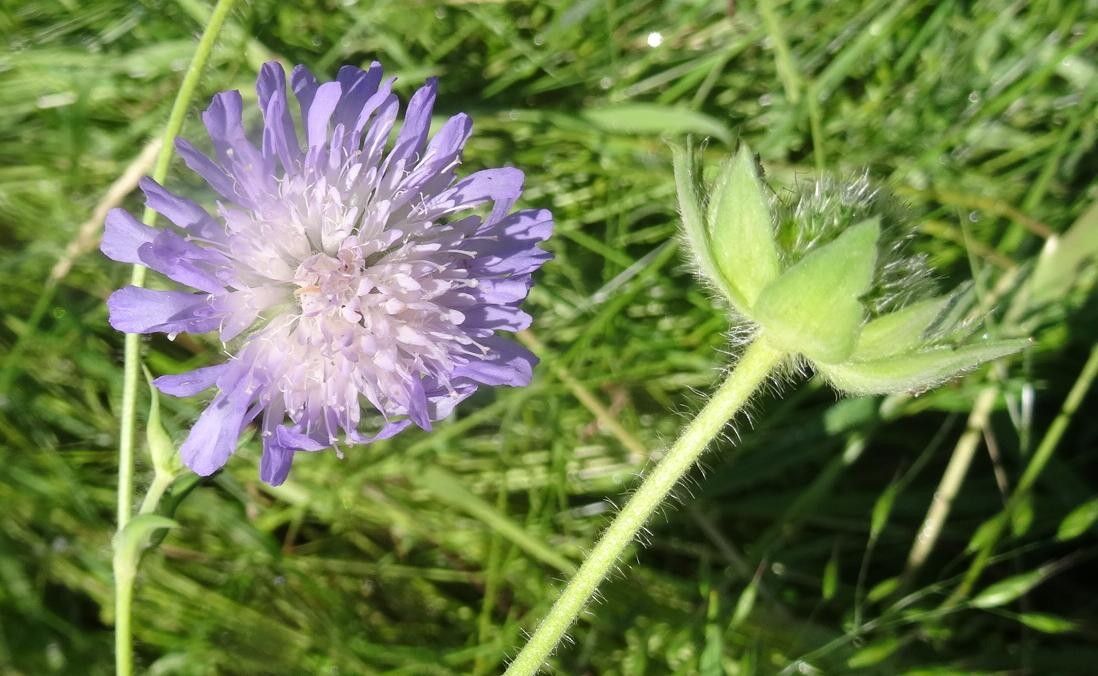 (1) Blüte.JPG